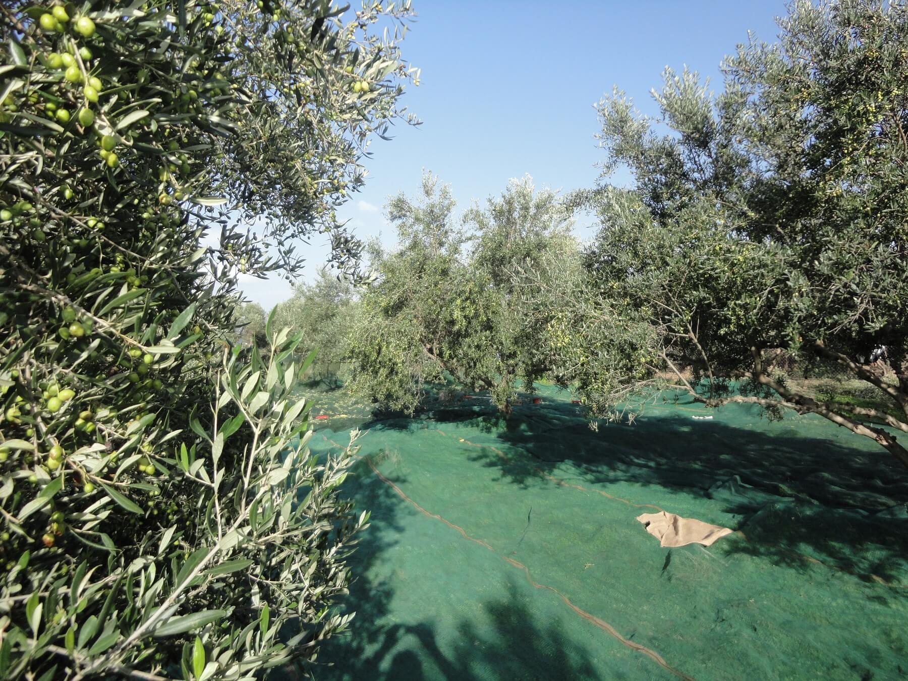 Herstellung von Olivenöl