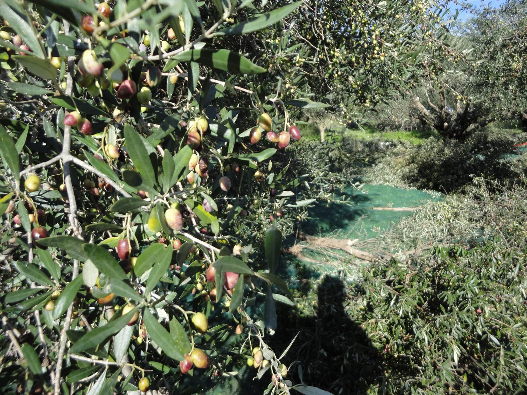 Herstellung von Olivenöl