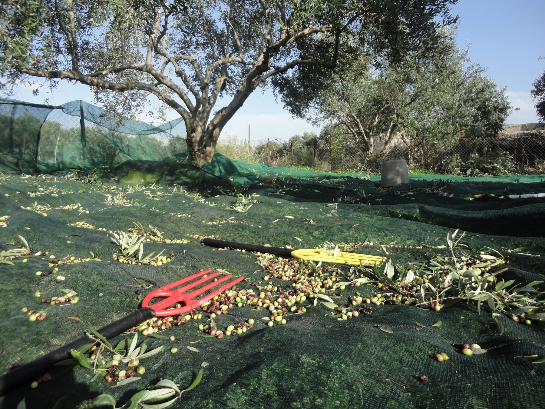 Produzione di olio d'oliva