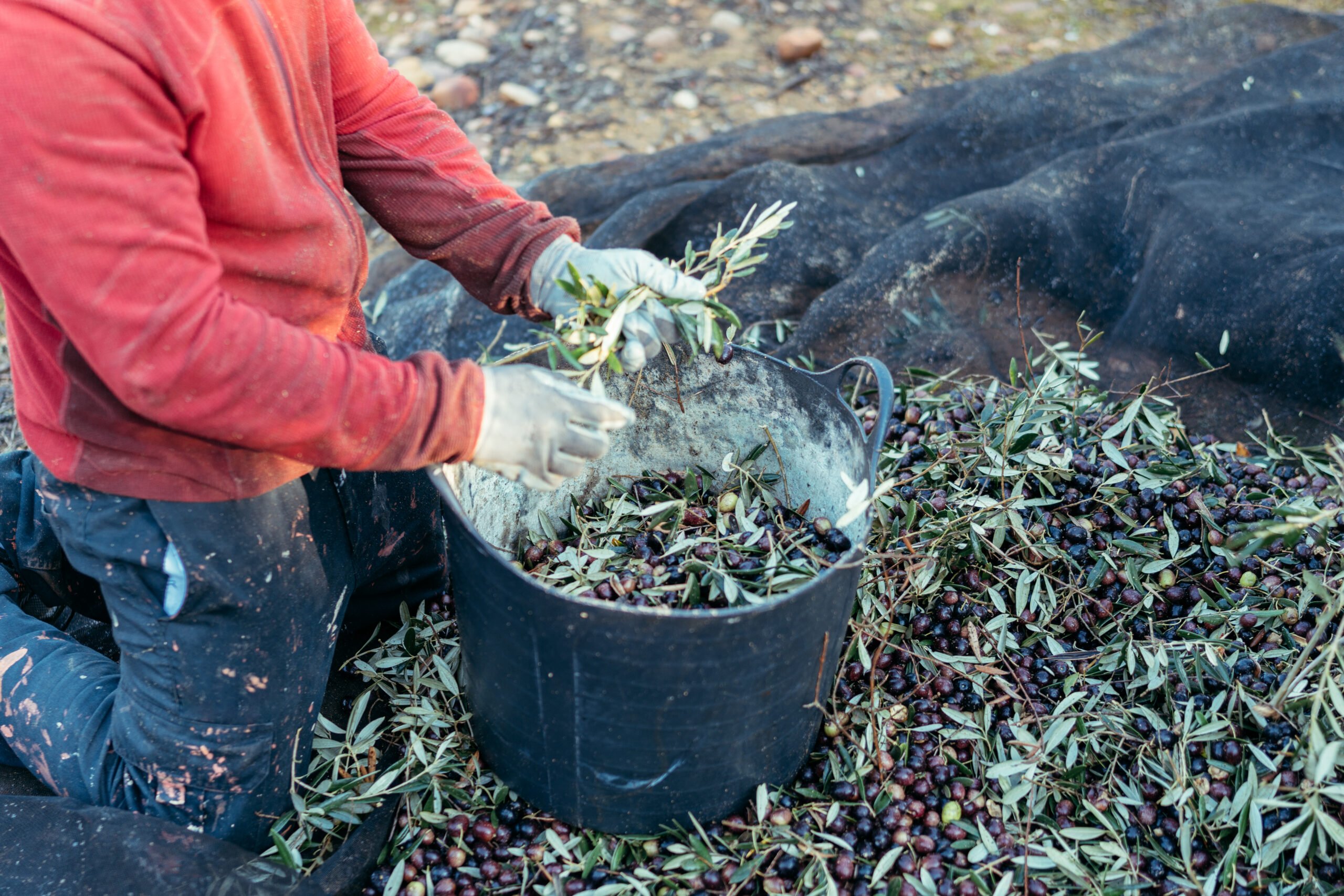 Arbeiter auf den Knien, der die Oliven von den Zweigen trennt und sie in einen Korb wirft