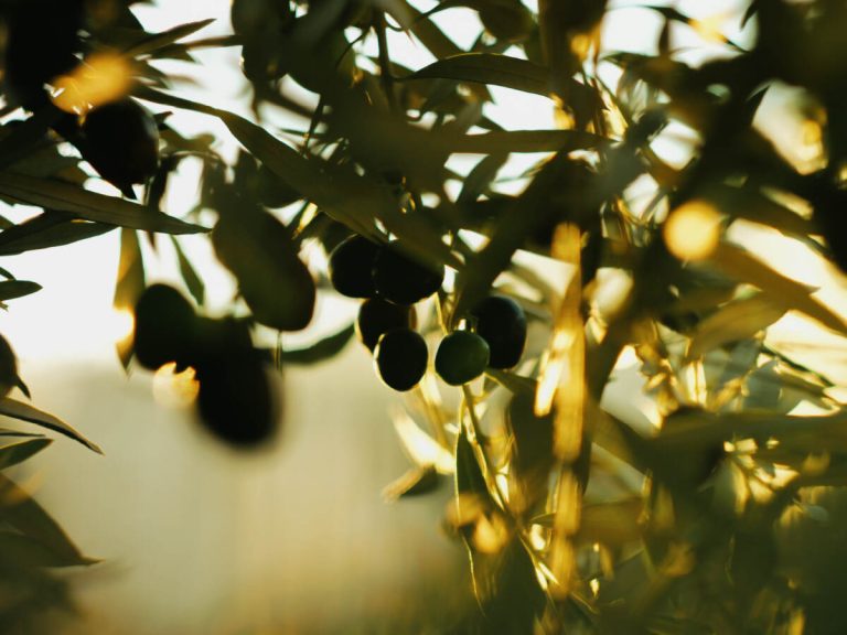 Nahaufnahme eines Olivenbaums auf einem kretischen Olivenölbetrieb in Griechenland