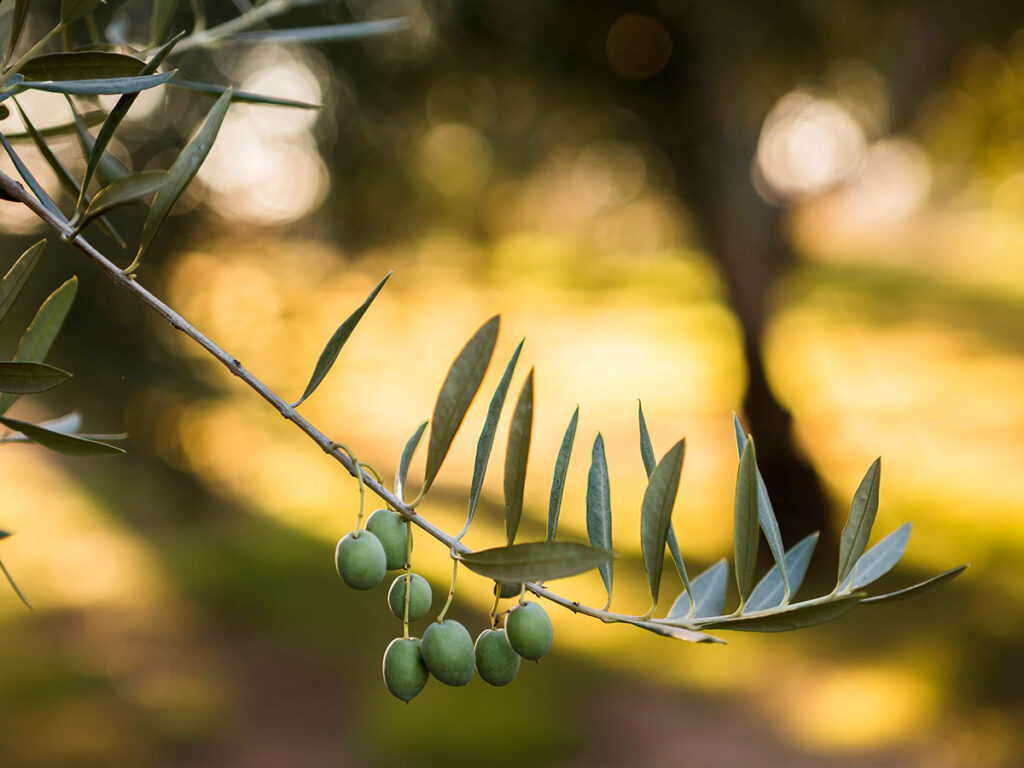 <strong>Crete temperature by month: What to expect all year round</strong> 3 Close-up of a Cretan olive tree branch with green olives during golden hour, representing Crete’s olive oil tradition.
