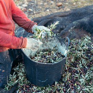 Arbetare på knä för att skilja oliverna från grenarna och kasta dem i en korg.