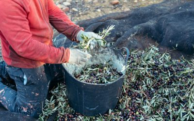 ouvrier à genoux séparant les olives des branches et les jetant dans un panier
